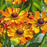 Let Flower Essences Work For You Summer Helenium 150x150