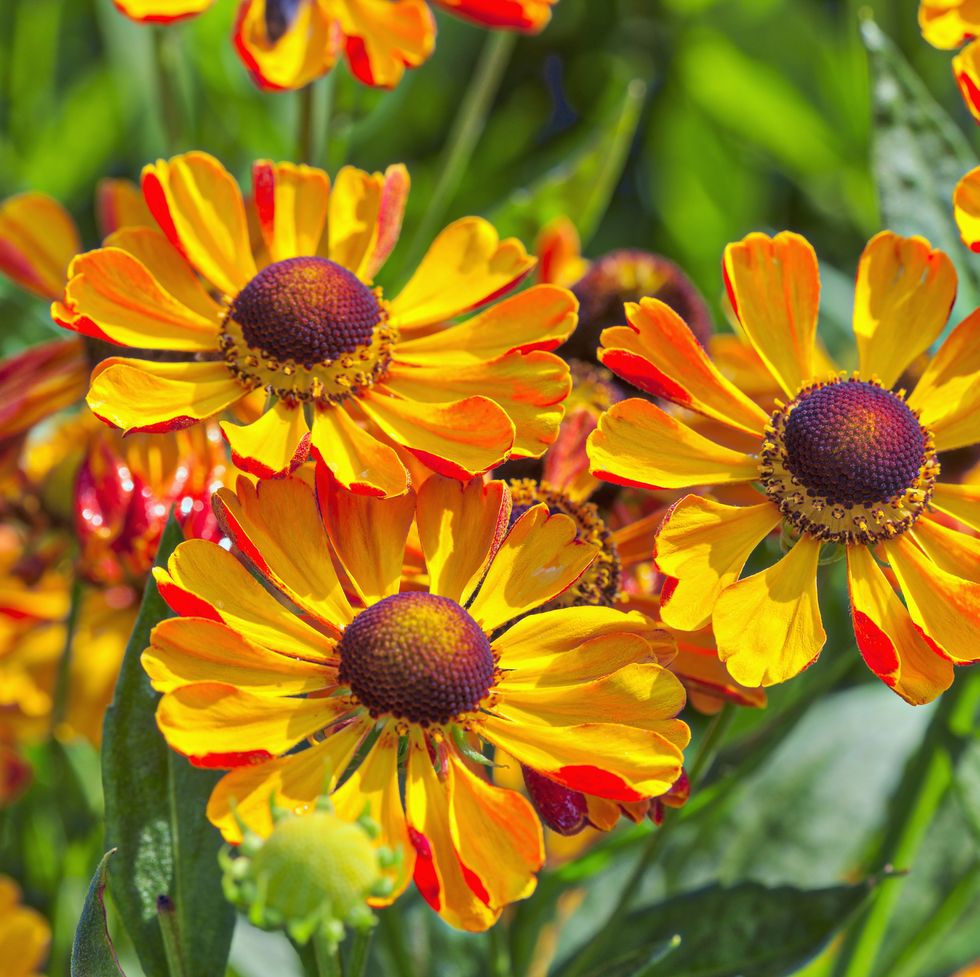 Let Flower Essences Work For You Summer Helenium